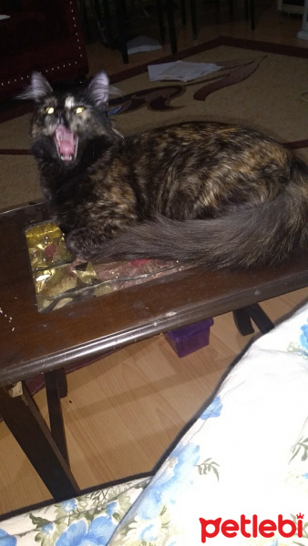Tekir Kedi, Kedi  Mişa fotoğrafı