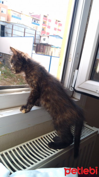 Tekir Kedi, Kedi  Mişa fotoğrafı