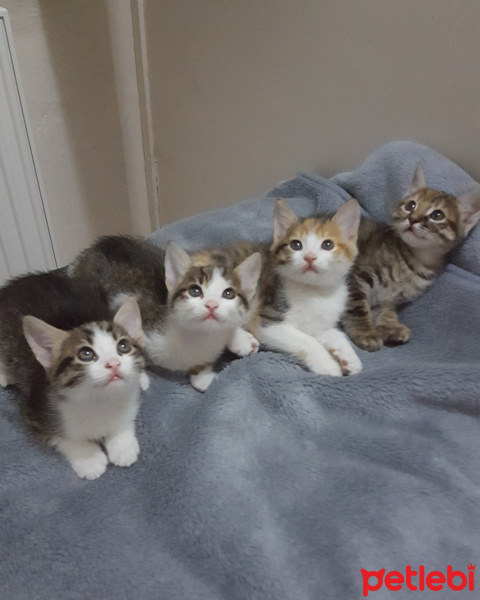 Tekir Kedi, Kedi  Tatlı Yavruları Sahiplendirmek İstiyoruz fotoğrafı