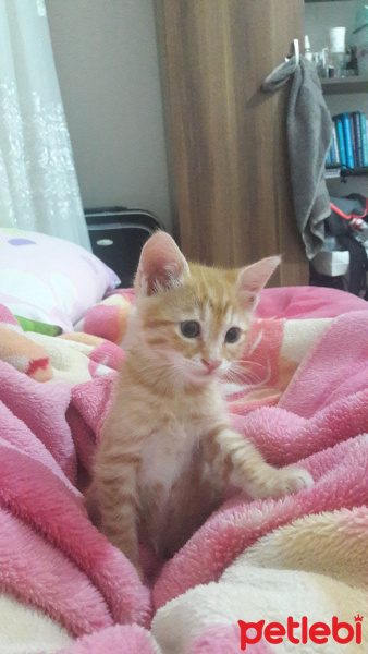 Sarman, Kedi  Alfa fotoğrafı