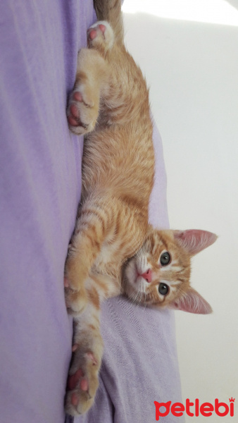 Sarman, Kedi  Alfa fotoğrafı