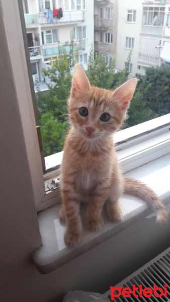 Sarman, Kedi  Alfa fotoğrafı