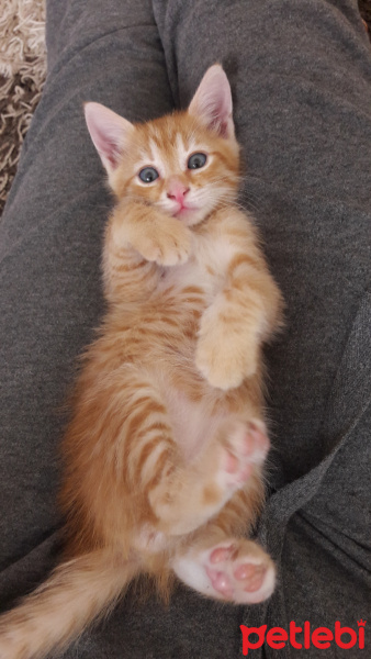 Sarman, Kedi  Alfa fotoğrafı