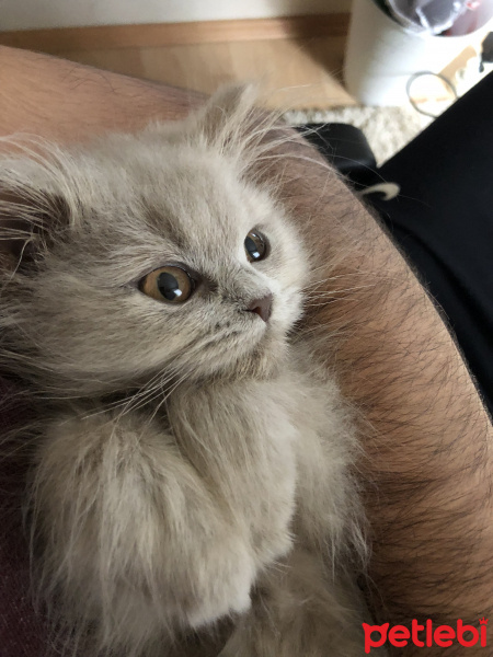 British Shorthair, Kedi  Lila fotoğrafı