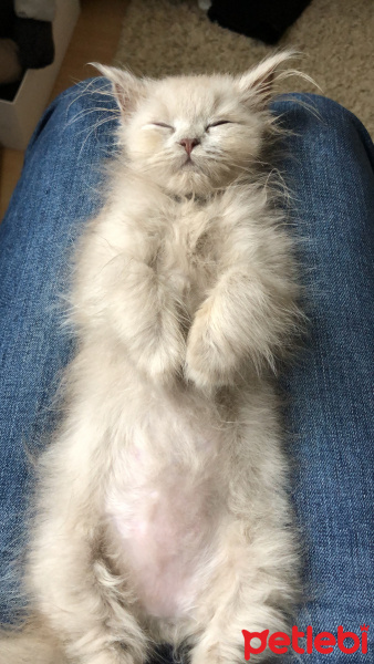 British Shorthair, Kedi  Lila fotoğrafı
