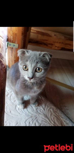 British Shorthair, Kedi  Hera fotoğrafı