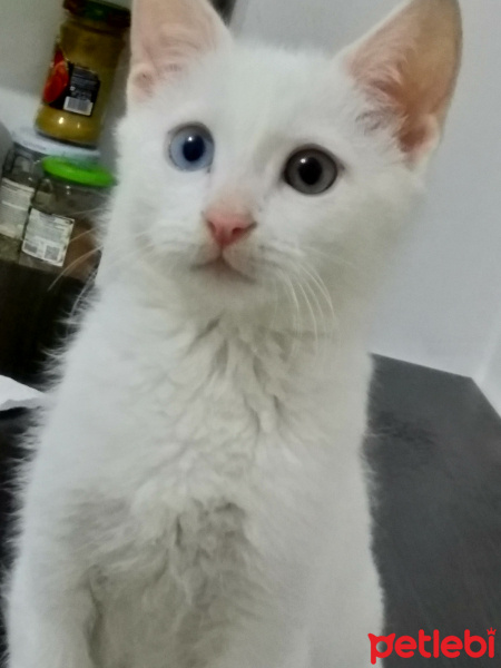 Van Kedisi, Kedi  Pamuk fotoğrafı