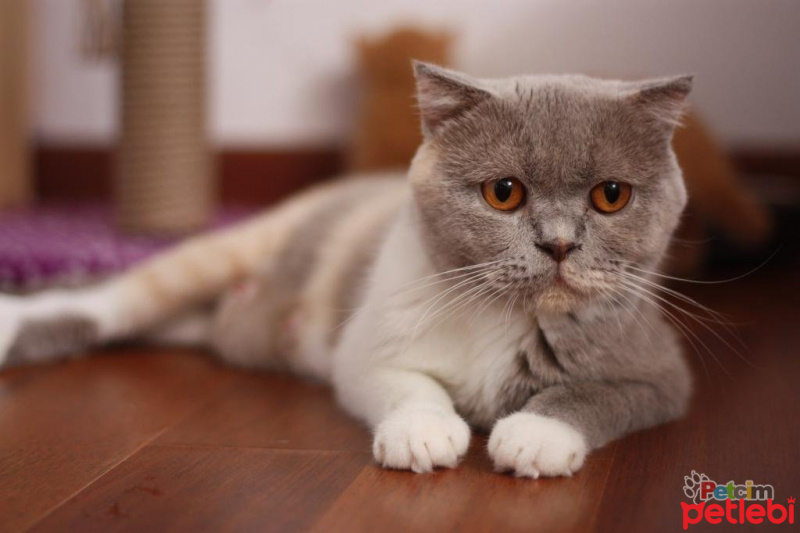 British Shorthair, Kedi  Armi fotoğrafı