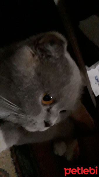 British Shorthair, Kedi  Armi fotoğrafı