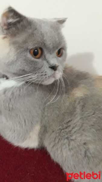 British Shorthair, Kedi  Armi fotoğrafı