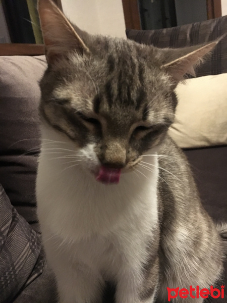 Tekir Kedi, Kedi  Whiskas fotoğrafı