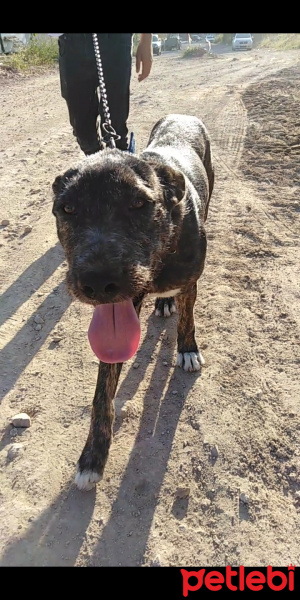 Presa Canario, Köpek  Duman fotoğrafı