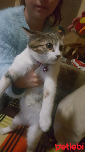 Tekir Kedi, Kedi  Leon fotoğrafı