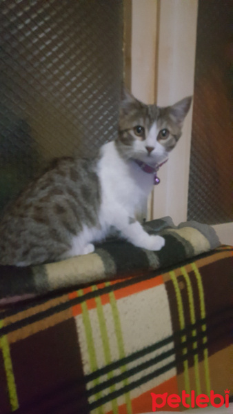 Tekir Kedi, Kedi  Leon fotoğrafı