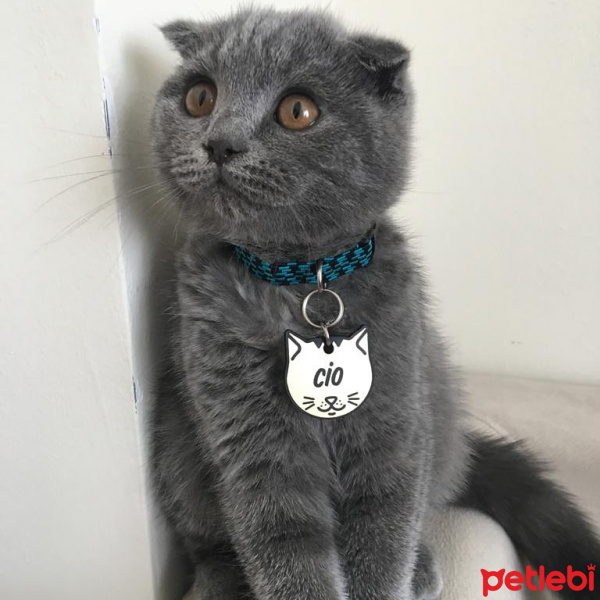 Scottish Fold, Kedi  Cio fotoğrafı