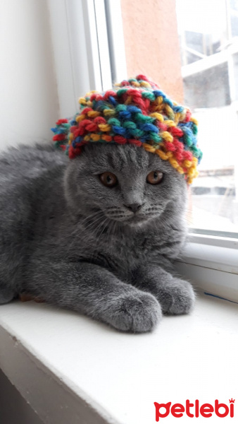 Scottish Fold, Kedi  Cio fotoğrafı