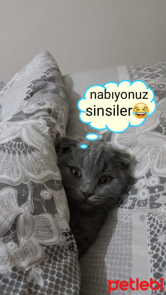 Scottish Fold, Kedi  Cio fotoğrafı