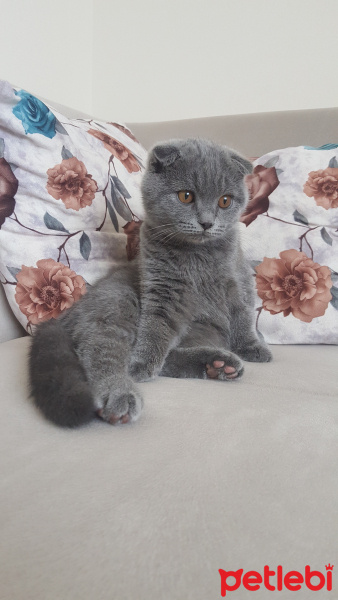 Scottish Fold, Kedi  Cio fotoğrafı