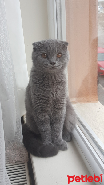 Scottish Fold, Kedi  Cio fotoğrafı