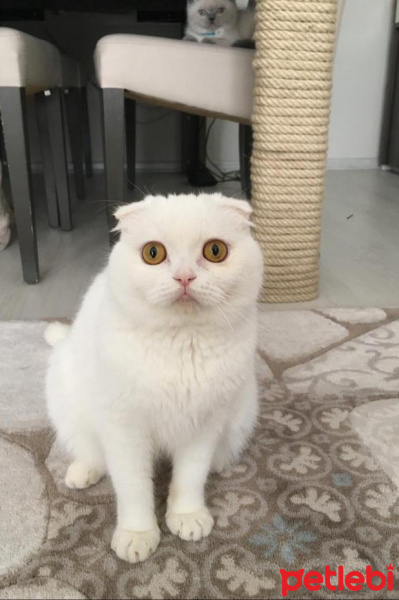 Scottish Fold, Kedi  Pamuk fotoğrafı