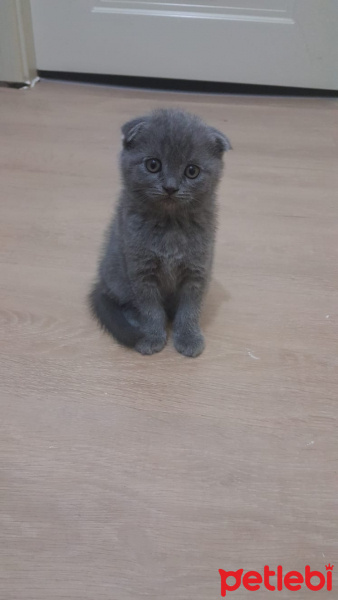 Scottish Fold, Kedi  Cio fotoğrafı