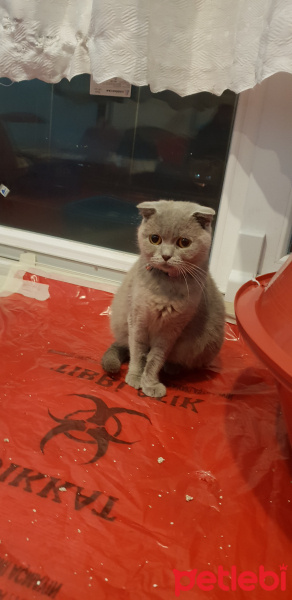 Scottish Fold, Kedi  Mia fotoğrafı