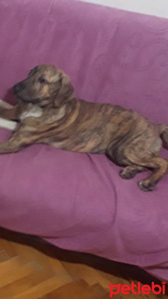 Presa Canario, Köpek  Odin fotoğrafı