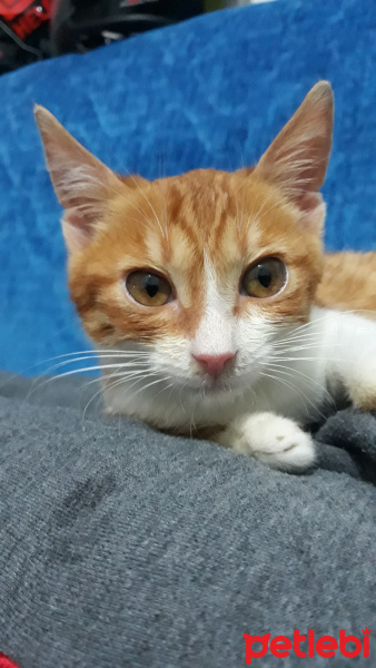 Sarman, Kedi  Saykıl fotoğrafı