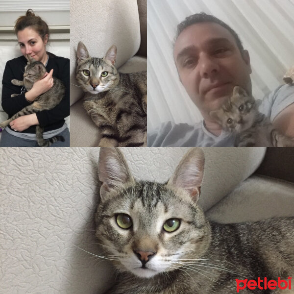 Tekir Kedi, Kedi  kumsal fotoğrafı