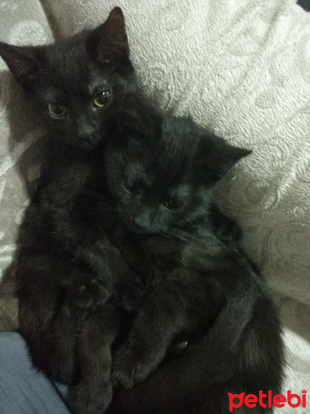 Mavi Rus, Kedi  kız ( maya) Erkek ( karam) fotoğrafı