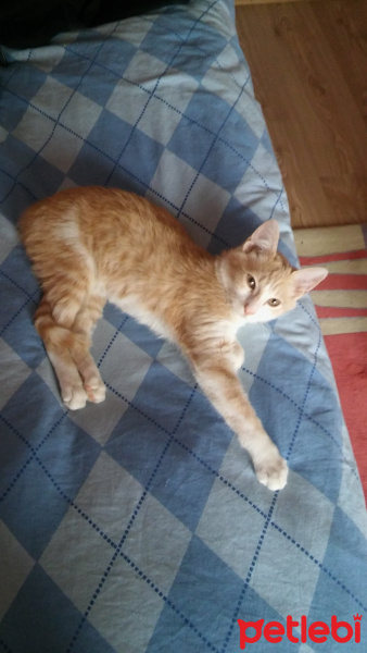 Siyam Kedisi, Kedi  Gofret fotoğrafı