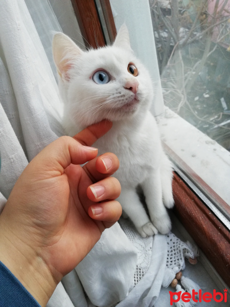 Van Kedisi, Kedi  minnak fotoğrafı