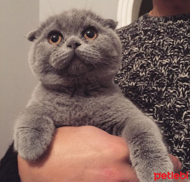 Scottish Fold, Kedi  eva fotoğrafı