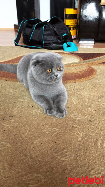 Scottish Fold, Kedi  eva fotoğrafı