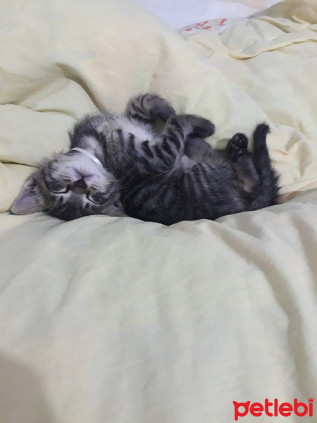 Tekir Kedi, Kedi  Karamel fotoğrafı