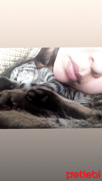 Tekir Kedi, Kedi  Karamel fotoğrafı