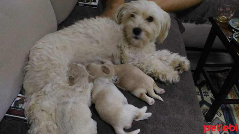 Maltese, Köpek  Karamel fotoğrafı