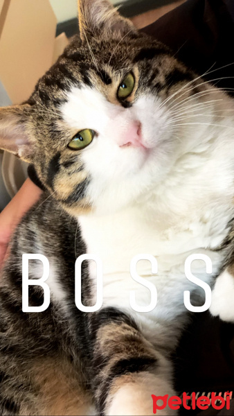 Tekir Kedi, Kedi  Paşa fotoğrafı