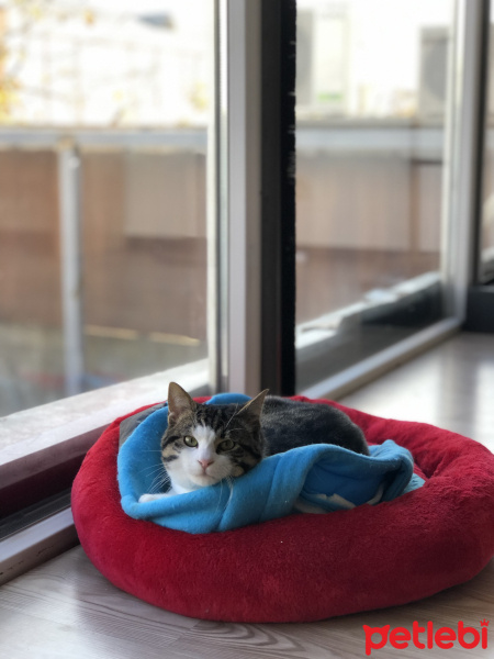 Tekir Kedi, Kedi  Paşa fotoğrafı