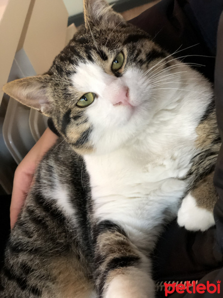 Tekir Kedi, Kedi  Paşa fotoğrafı