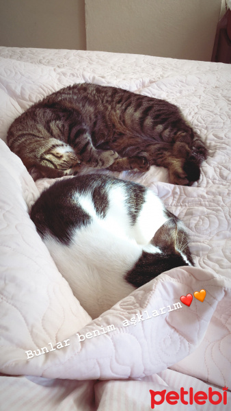 Tekir Kedi, Kedi  Şans fotoğrafı