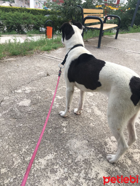 Sokö (Sokak Köpeği), Köpek  Dali fotoğrafı