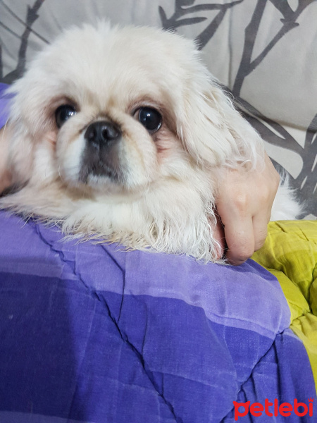 Pekingese, Köpek  paspas fotoğrafı