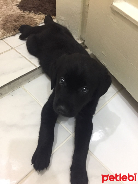 Labrador Retriever, Köpek  Cosmo fotoğrafı