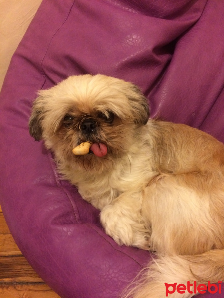 Shih Tzu, Köpek  Sasha fotoğrafı