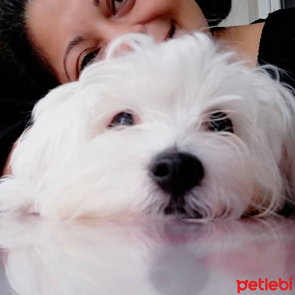 Maltese, Köpek  KİKO fotoğrafı