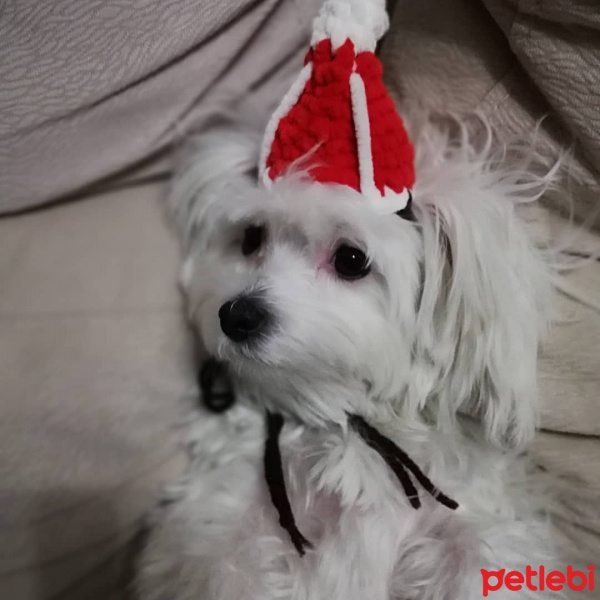 Maltese, Köpek  KİKO fotoğrafı