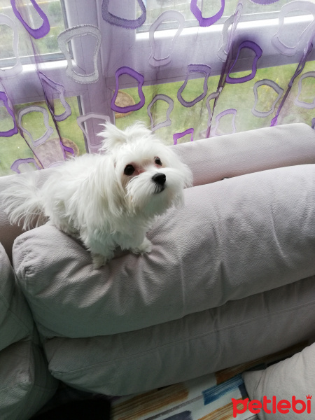 Maltese, Köpek  KİKO fotoğrafı