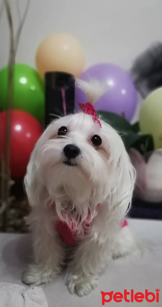 Maltese, Köpek  KİKO fotoğrafı