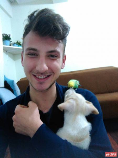 Minyatür Pinscher, Köpek  Bulut fotoğrafı